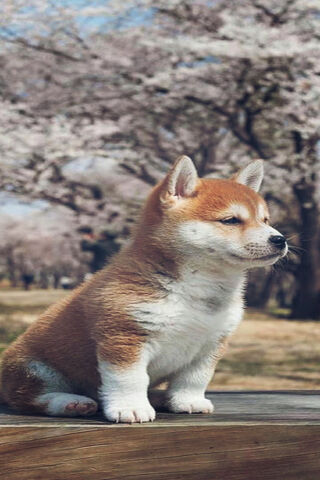 Springtime Serenity: The Adorable Shiba Inu