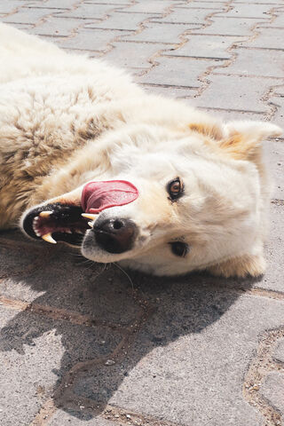 Golden Joy: The Playful Spirit of a Golden Retriever 🐾✨