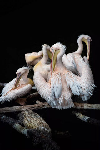 Great White Pelicans