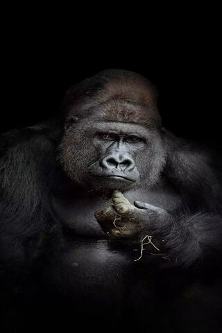 Majestic Gorilla: The Gentle Giant 🦍✨