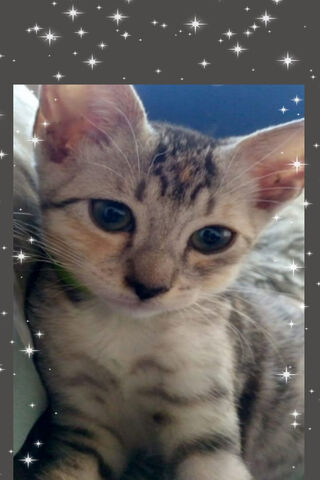 Gatita Hermosa: The Enchanting Feline
