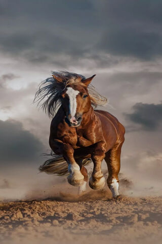 Majestic Gallop: The Sp..