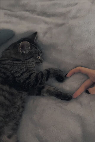 Paws and Fingers: A Heartfelt Connection 🐾❤️