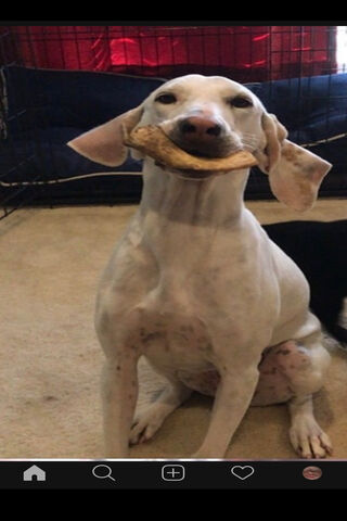 Jade the Dogo: The Snack Champion! 🐶🍪