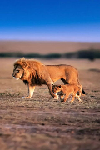 Majestic Journey of the King and His Cub 🦁👑