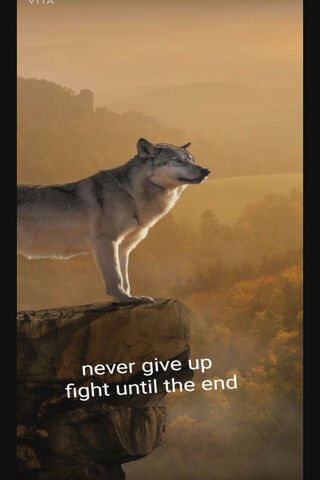 Mountain Wolf Chilling