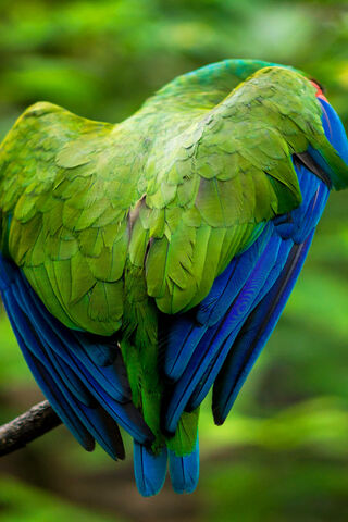 Nature's Colorful Canvas: The Parrot's Back