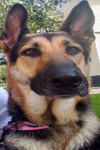 Remington: The Loyal Guardian 🐾