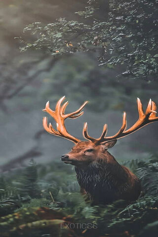 Stag