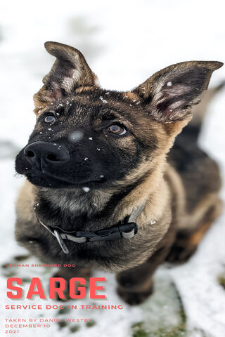 Sarge: The Snowy Service Pup in Training 🐾❄️
