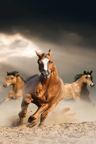 Galloping Grace: The Power of Sharp Horses 🐎✨