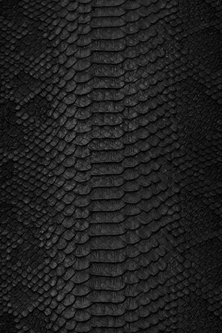 Mystique of the Serpent: A Close-Up on Snake Skin