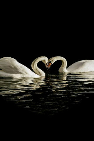 Love on the Water: A Swans' Embrace 🦢❤️