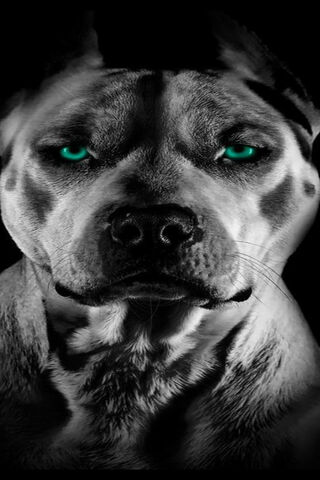 Whiskers: The Enigmatic Guardian 🐾✨