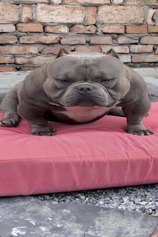 The Charming Pink Bully: A Unique Canine Companion 🐾💖