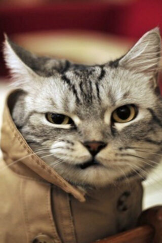 Feline Fury: The Grumpy Fashionista 😼