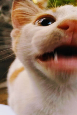 Curious Cat Caught in Action! 🐱✨