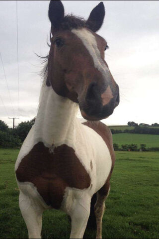 Majestic Beauty: A Horse in the Meadow 🌾🐴