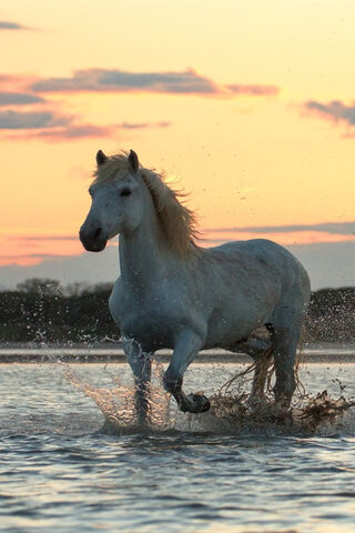 Majestic Gallop at Dusk 🌅🐎