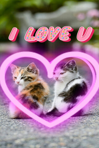Purrfect Love: A Feline Friendship 🐾❤️