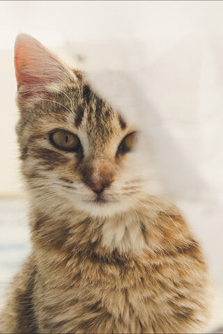 Kedi: The Enigmatic Feline