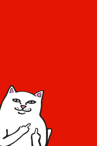 Sassy Cat on a Bold Red Canvas 🐱❤️