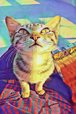 Whiskers of Wonder: The Adorable Feline