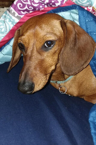 Cozy Canine Blues 🐾💔