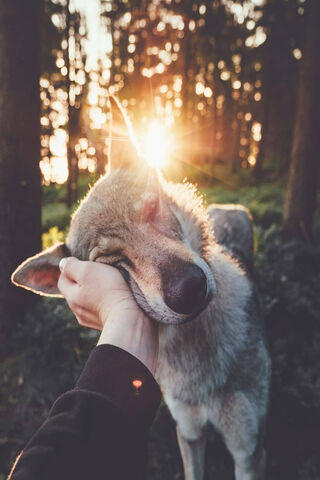 Sunset Snuggles with a Wild Heart 🌅🐺