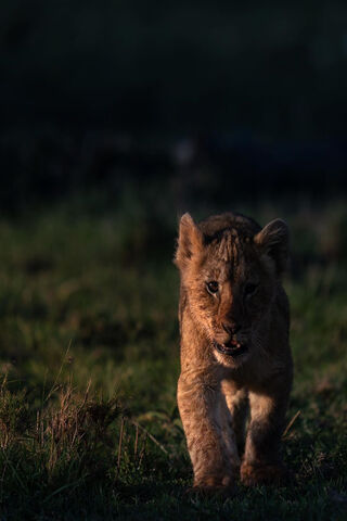 Adventurous Baby Sher-lion Roams the Wild! 🦁✨