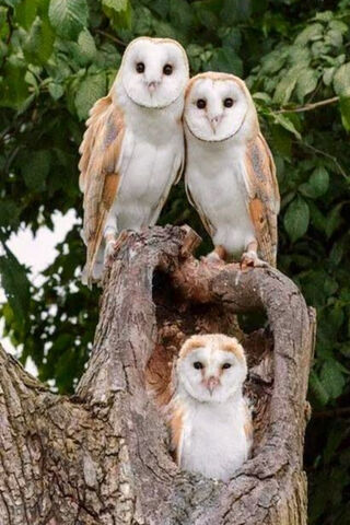 Barn Owl Family: Guardians of the Night 🌙🦉