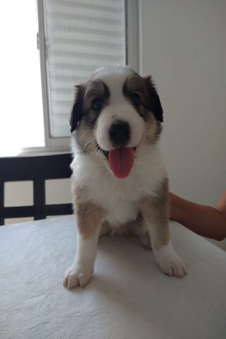 Adorable Border Collie Pup: A Bundle of Joy! 🐾❤️