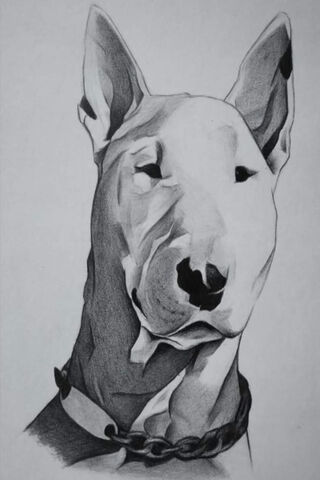 Coco the Charming Bull Terrier 🐾