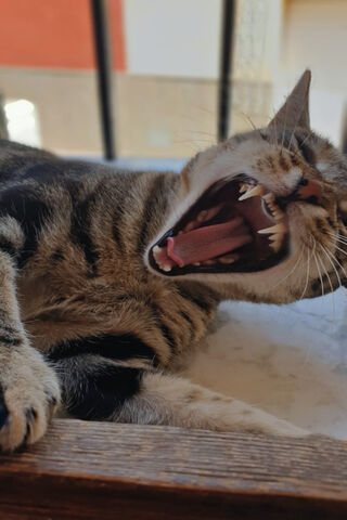 The Yawning King of Catnap Land 🐾😸