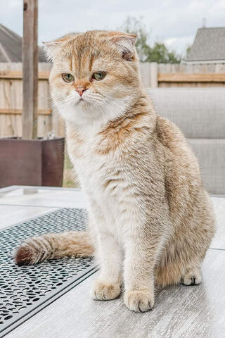 Charming Cat: The Purrfect Companion 🐾