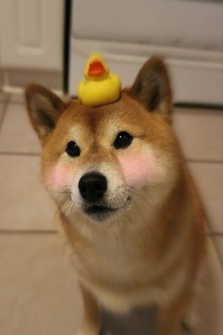 Coot Shiba: The Quirky Canine Companion 🦴🦆