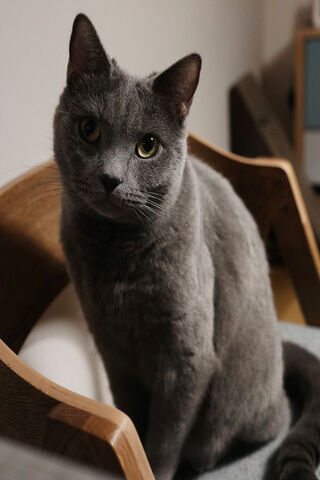 Charming Gray Feline Friend 🐾