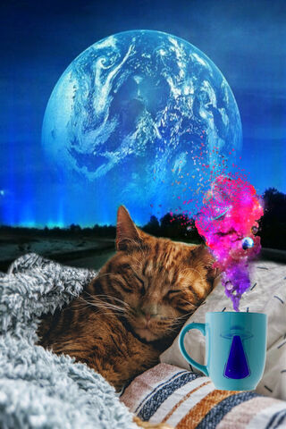 Dreamy Cat Adventures 🌌🐾