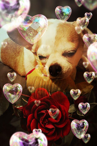 Charming Chihuahua Dreams 🌟🐾