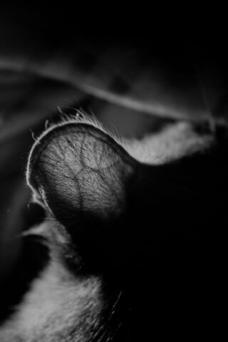 Cats Ear