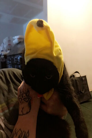 Banana Bonanza: The Purr-fect Accessory! 🍌🐱