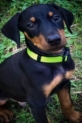 Dobie Pup: The Charming Little Guardian 🐾
