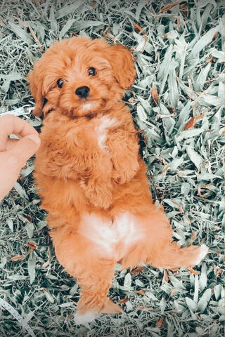 Doggie Delight: Cuteness Overload! 🐾❤️