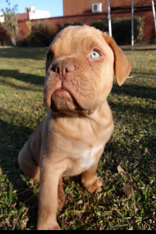 Meet the Adorable Dogo de Burdeos Puppy! 🐾❤️