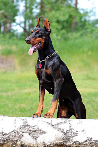 Noble Guardian: The Doberman Pinscher