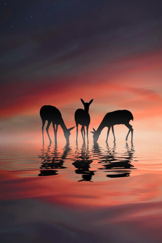 Serene Silhouettes: Deer at Dusk 🌅🦌