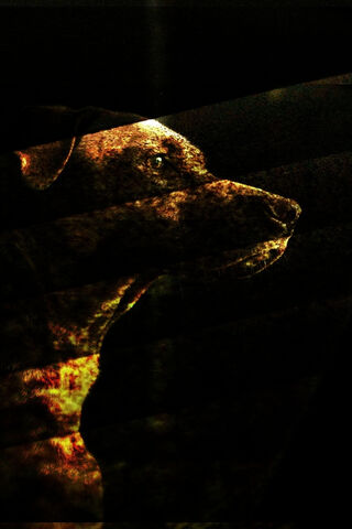 Mystical Canine Shadows