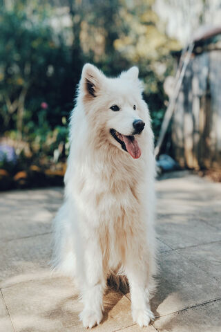 Fluffy Companion: The J..