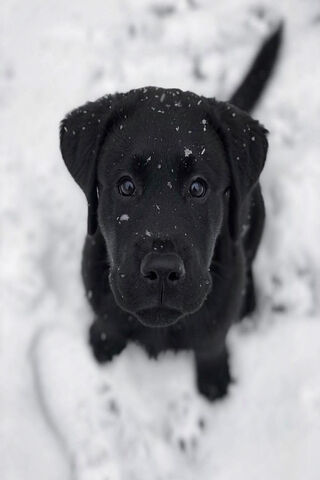 Snowy Adventures with a..