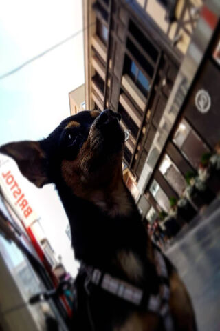 Dag the Daring Explorer 🐾